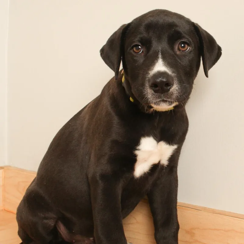 A baby medium-sized male Border Collie dog named Bennie D for adoption in Minnetonka, MN