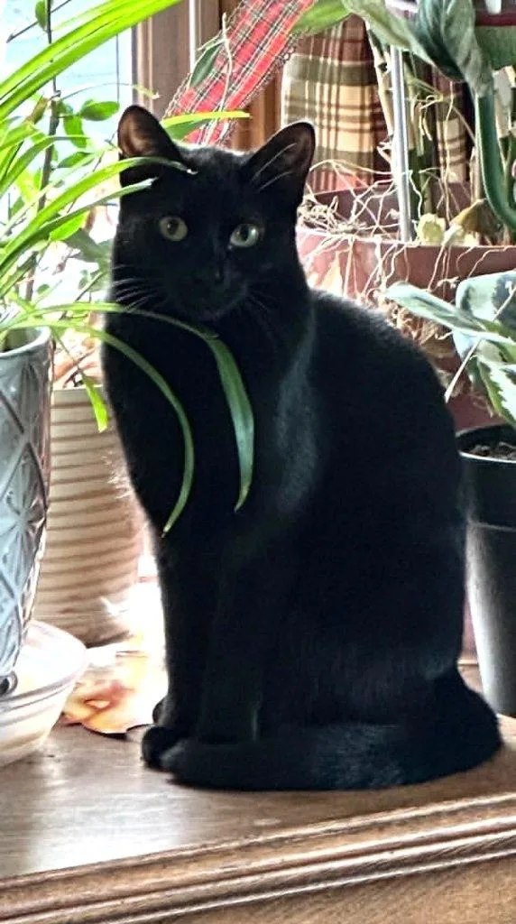 A young medium-sized female Black Domestic Short Hair cat named Ravena for adoption in Anchorage, AK