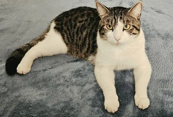 An adult small-sized male Domestic Short Hair cat named Tirion for adoption in Sherwood, OR