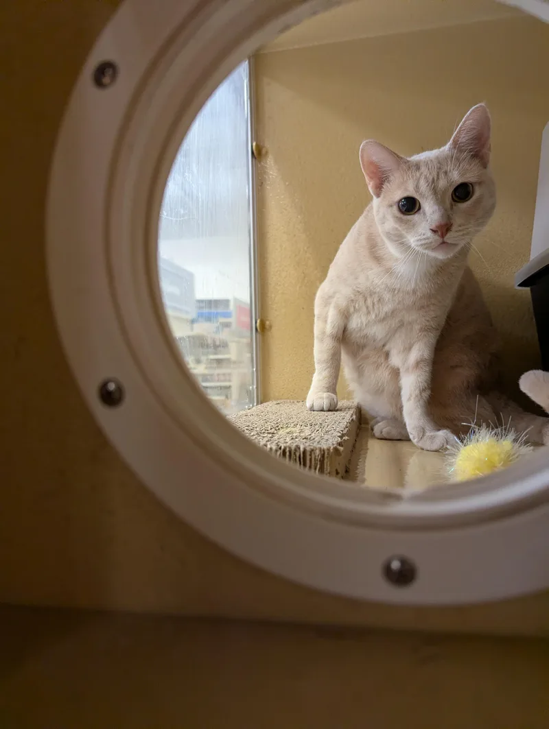 Nala thumbnail 2