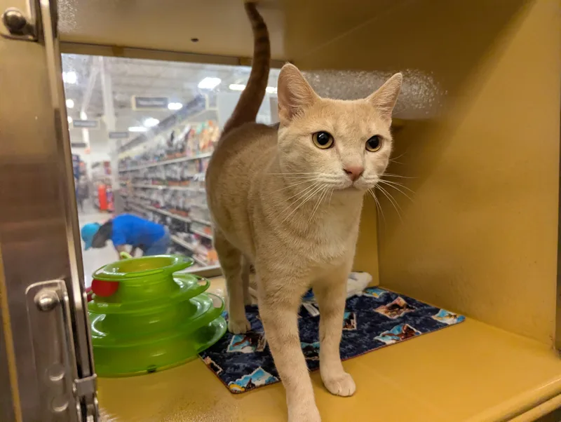 An adult medium-sized female Domestic Short Hair cat named Nala for adoption in Jackson, MS