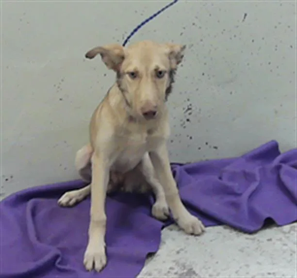 A baby small-sized female German Shepherd Dog dog named Angel for adoption in Houston, TX