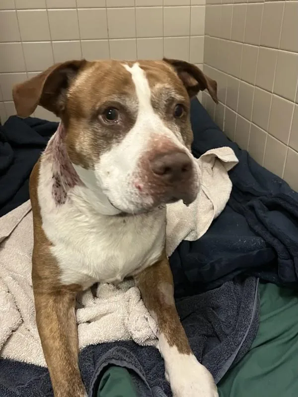 A senior large-sized male Pit Bull Terrier dog named Tyson for adoption in El Cajon, CA