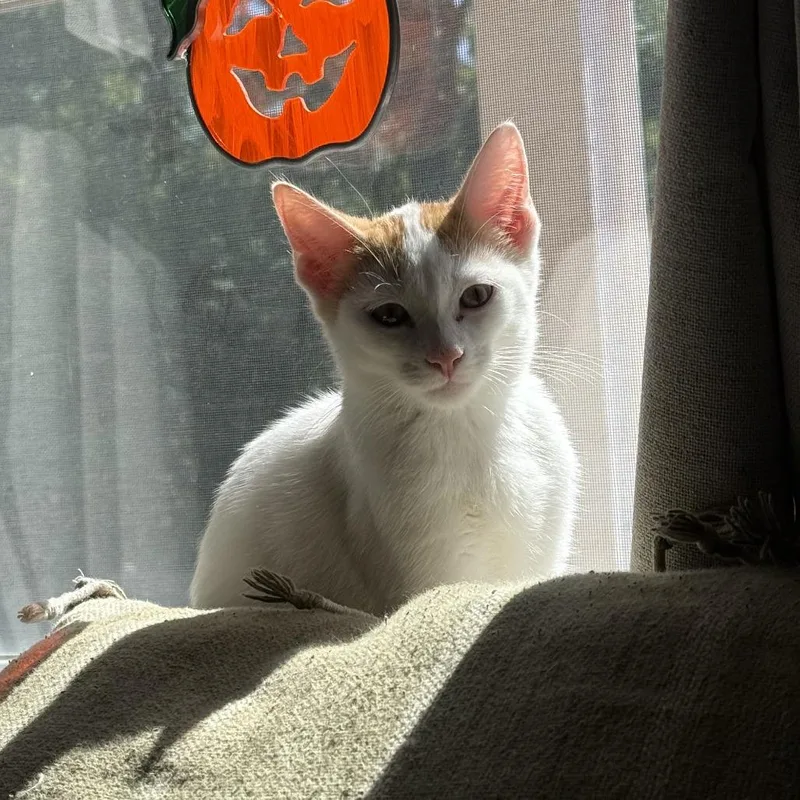 Stay Puft thumbnail 2