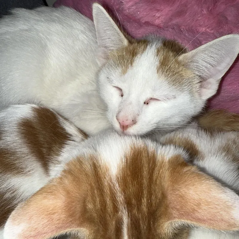 Stay Puft thumbnail 3