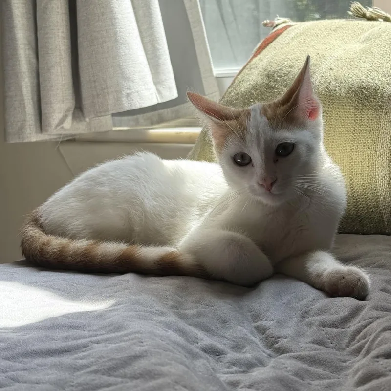 Stay Puft thumbnail 4