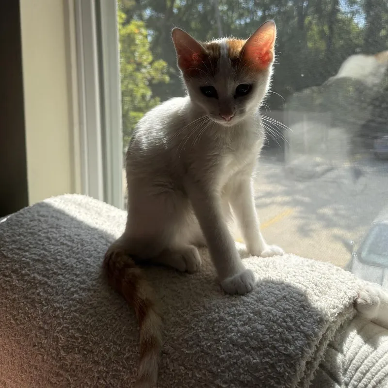 Stay Puft thumbnail 5