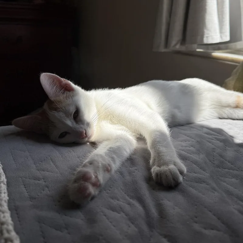 Stay Puft thumbnail 6