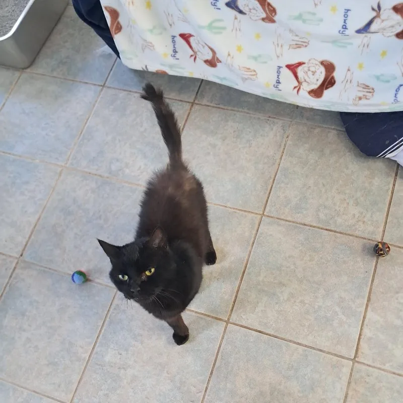 An adult medium-sized male Black Domestic Short Hair cat named It Is Wednesday My for adoption in East Smithfield , PA