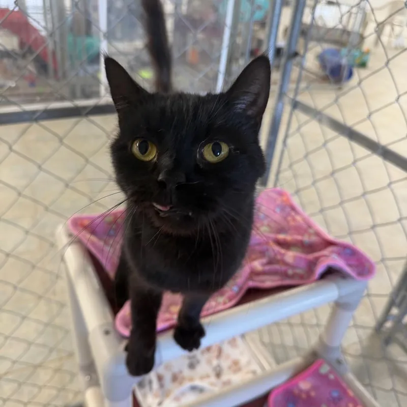 It Is Wednesday My thumbnail 2