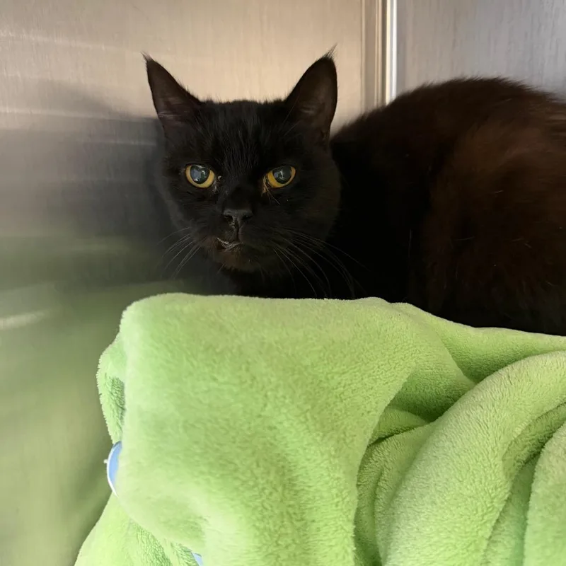 It Is Wednesday My thumbnail 4