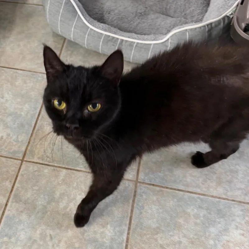 It Is Wednesday My thumbnail 5