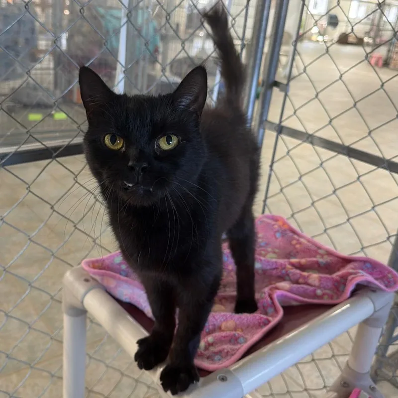 It Is Wednesday My thumbnail 6