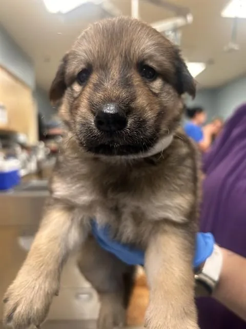 A baby small-sized female German Shepherd Dog dog named Isabella Gracia for adoption in Riverside, CA