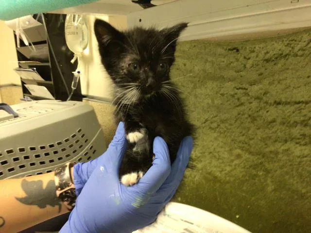 A baby small-sized female Domestic Short Hair cat named Milk for adoption in Riverside, CA