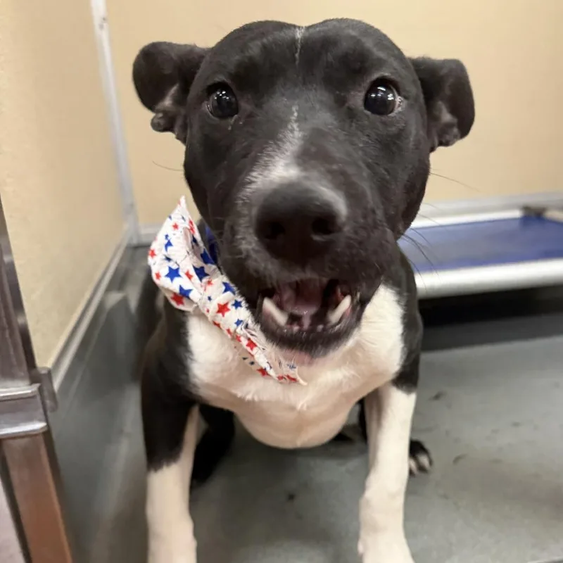 A young medium-sized male Black Mixed Breed dog named Jasper for adoption in Las Cruces, NM