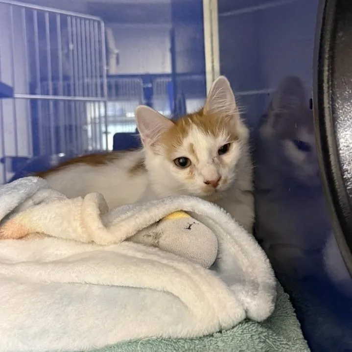 A baby small-sized male Orange / Red Domestic Short Hair cat named Ribbon for adoption in Los Angeles, CA