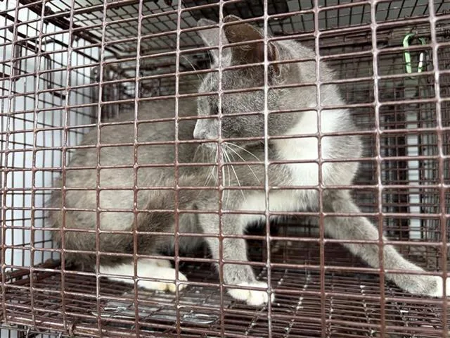 A young medium-sized female Domestic Short Hair cat named Petunia for adoption in Houston, TX