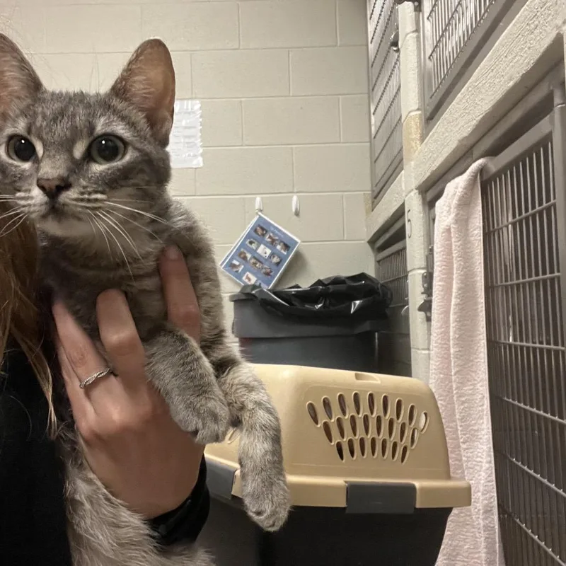 An adult medium-sized female Gray / Blue / Silver Domestic Short Hair cat named Angel for adoption in Bristol, IN