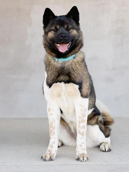 An adult medium-sized female Mixed Breed dog named Bonnie for adoption in Longmont, CO