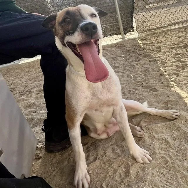 A young medium-sized female Pit Bull Terrier dog named Pumpkin for adoption in Thousand Palms, CA