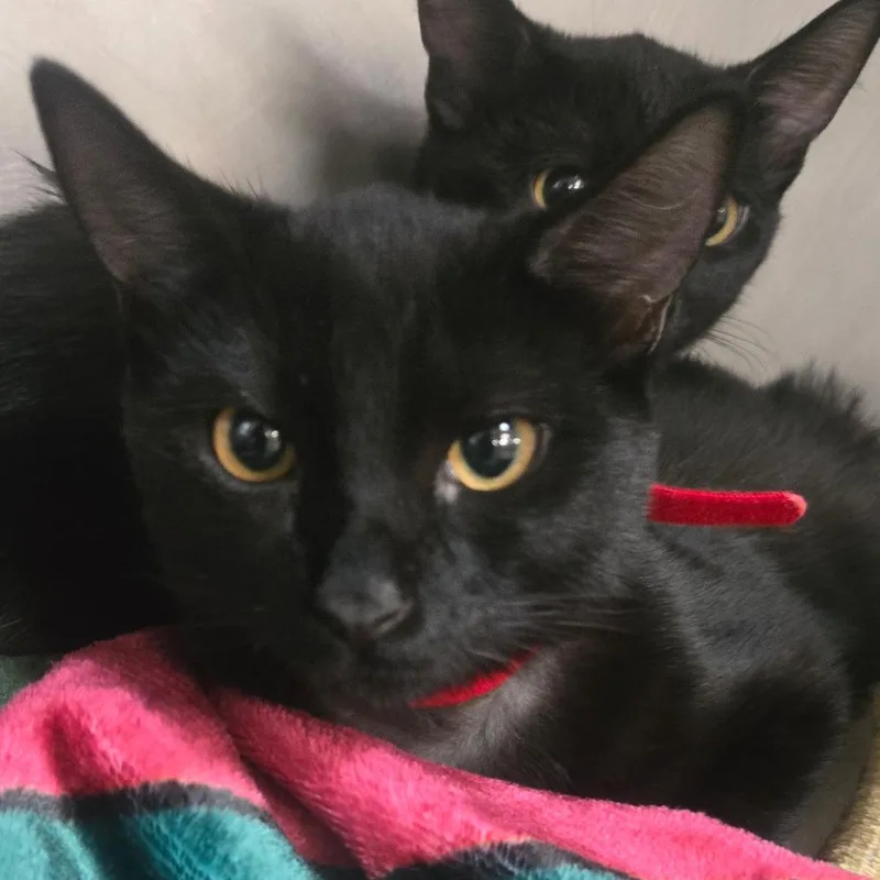 A baby small-sized female Domestic Short Hair cat named Eva for adoption in San Jacinto, CA