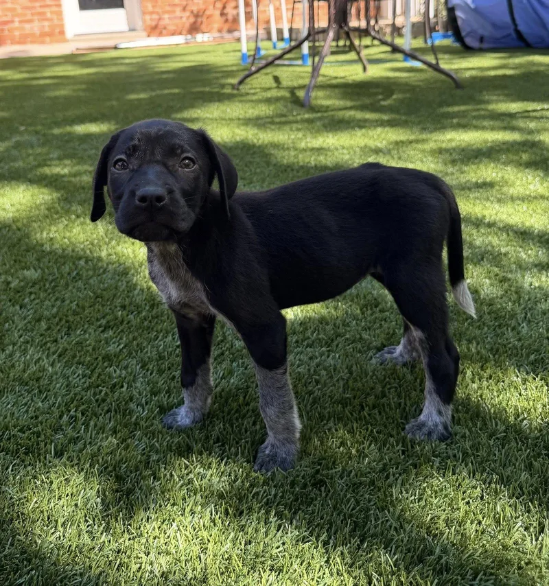 A young medium-sized female German Shorthaired Pointer dog named Maple for adoption in Greenville, SC