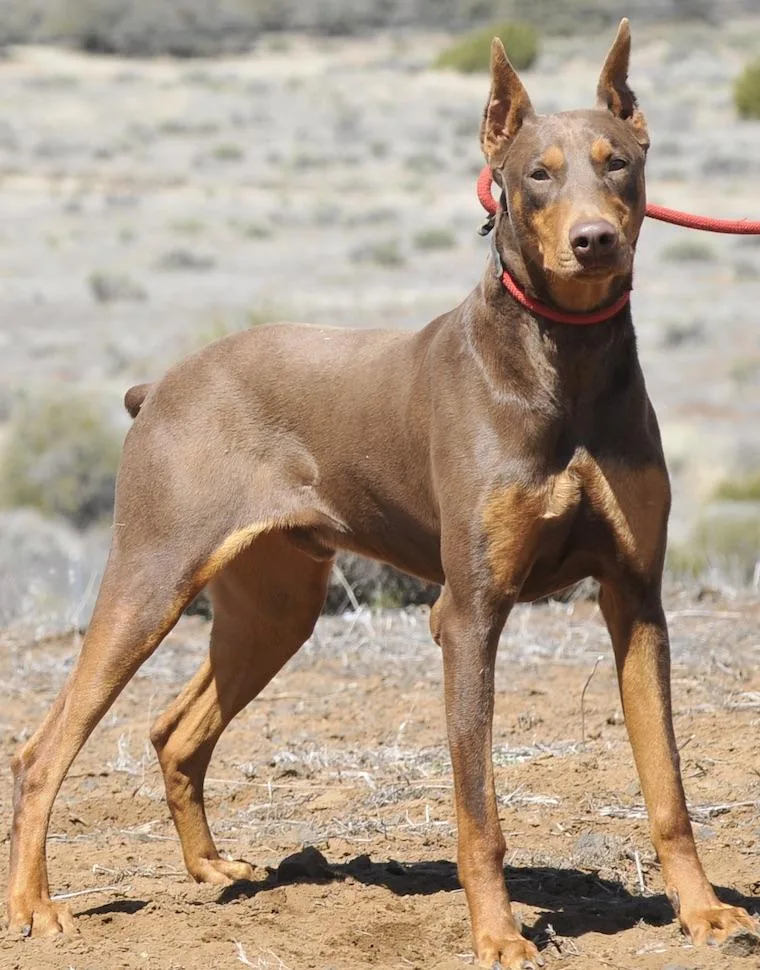 An adult large-sized male Doberman Pinscher dog named Falcon for adoption in Tehachapi, CA