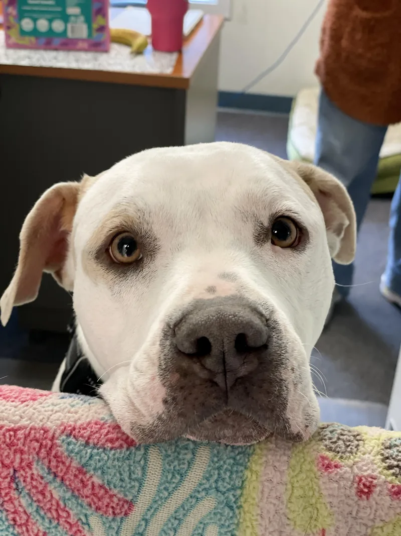 An adult large-sized female White / Cream Terrier dog named Freya for adoption in Charles Town, WV