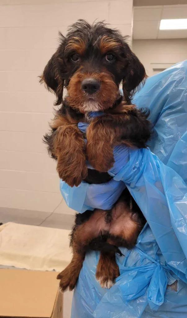 A baby medium-sized male Mixed Breed dog named Rectangle for adoption in Chillicothe, OH