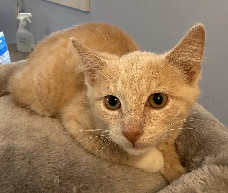 A young medium-sized male Domestic Short Hair cat named Mac for adoption in Elkins, WV