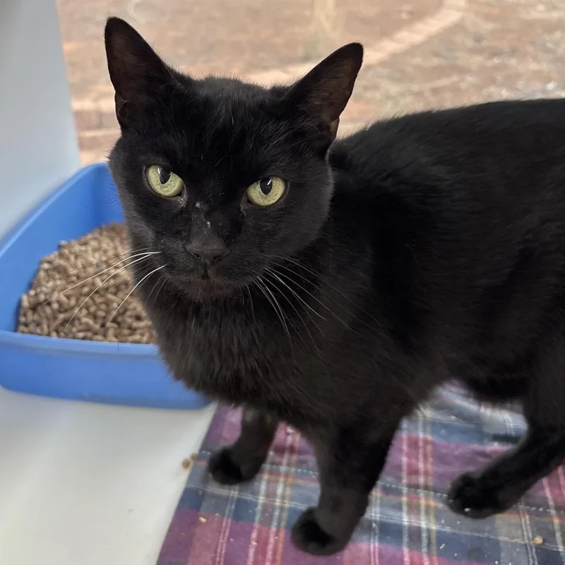 An adult large-sized male Black Domestic Short Hair cat named Riddle for adoption in Las Vegas, NV