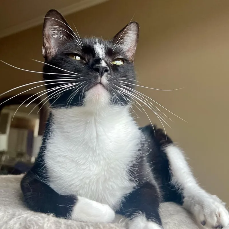 A young medium-sized female Black Domestic Short Hair cat named Heidi for adoption in Houston, TX