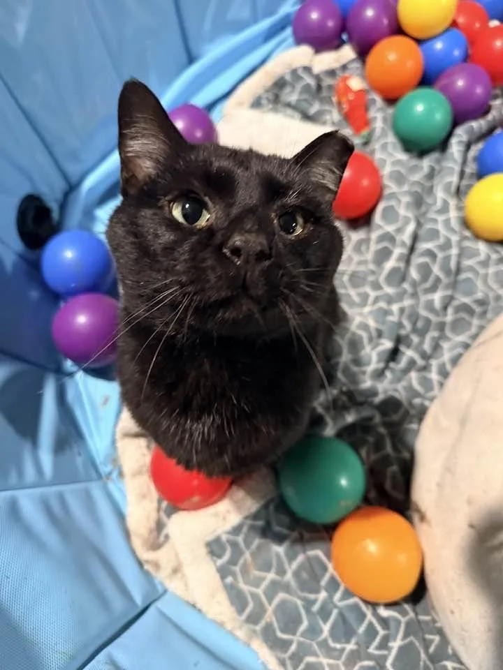 A young medium-sized male Black Domestic Short Hair cat named Obi for adoption in Cleveland, OH