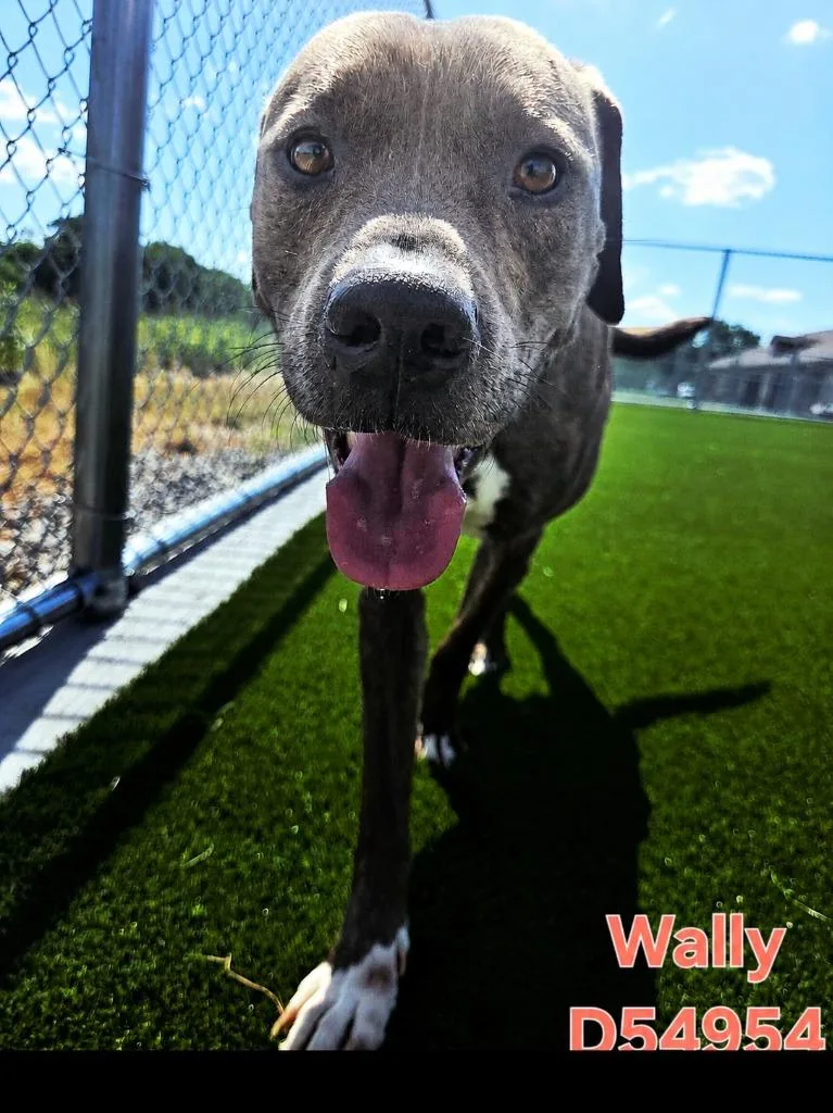 A young medium-sized male Mixed Breed dog named Wally for adoption in Clarksville, TN