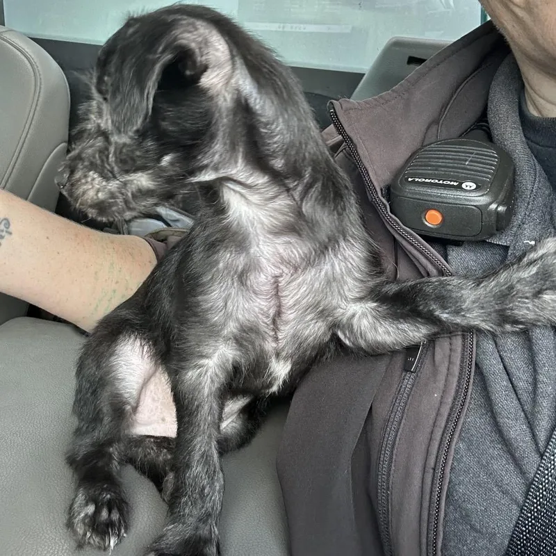 A baby small-sized male Terrier dog named Cohen for adoption in Houston, TX