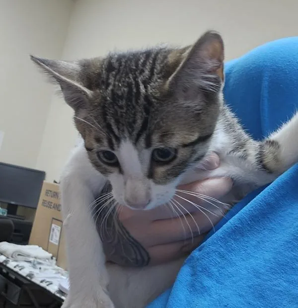A baby small-sized male Domestic Short Hair cat named Roseart for adoption in Kennewick, WA