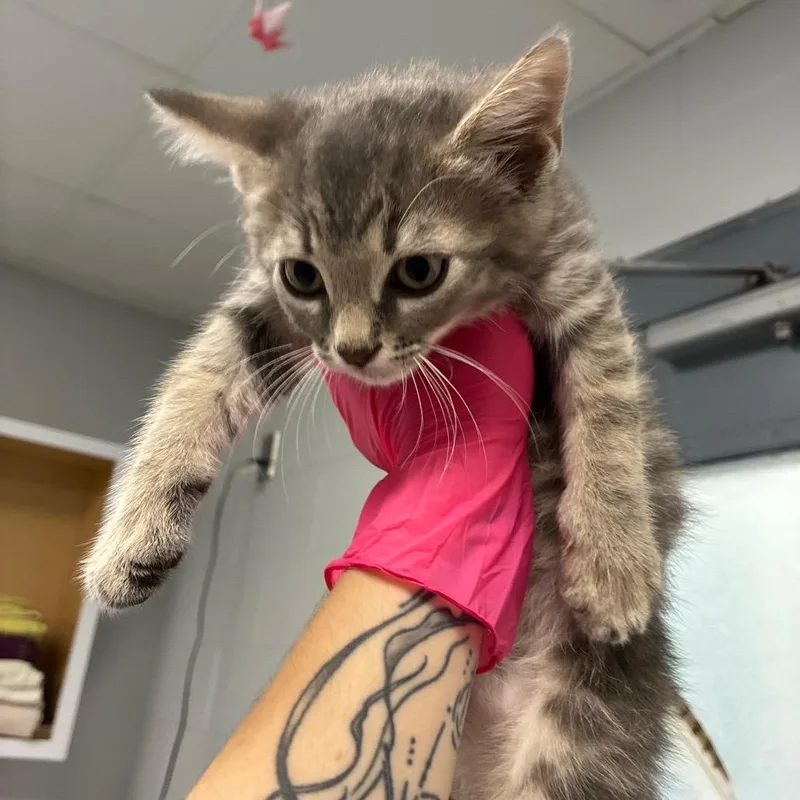 A baby small-sized male Gray / Blue / Silver Domestic Short Hair cat named Habanero for adoption in Greenville, SC