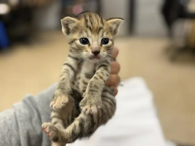 A baby small-sized female Domestic Short Hair cat named Diva for adoption in Miami, FL