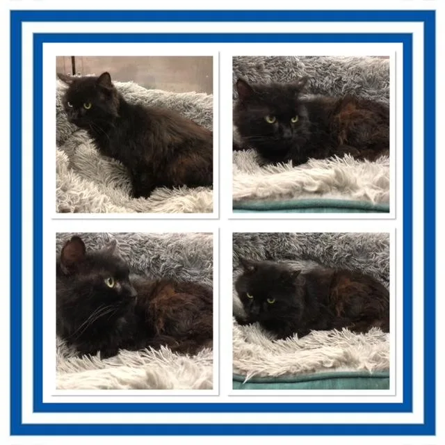 An adult medium-sized male Domestic Long Hair cat named Sawyer for adoption in Buckhannon, WV