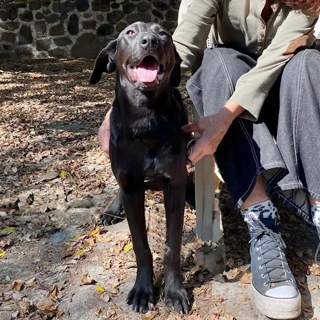 A young medium-sized male Black Labrador Retriever dog named Banjo for adoption in Bend, OR