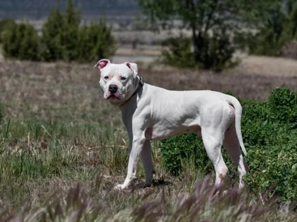 An adult large-sized male Mixed Breed dog named Ace for adoption in Santa Fe, NM