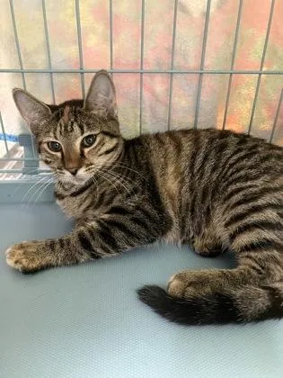 A young small-sized female Domestic Short Hair cat named Precious for adoption in Gainesville, FL