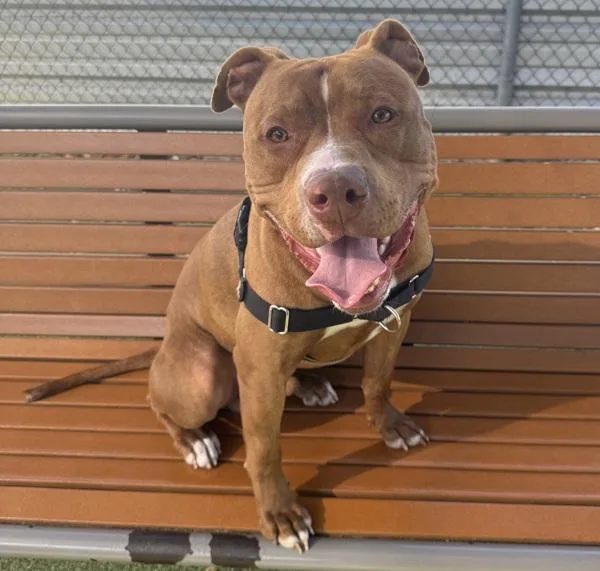 A young large-sized male Pit Bull Terrier dog named Zane for adoption in Austin, TX