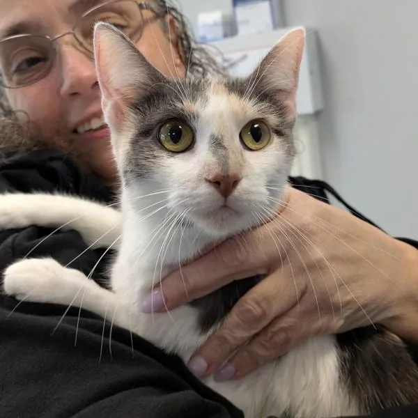 An adult medium-sized female Domestic Short Hair cat named Nala for adoption in Des Moines, IA