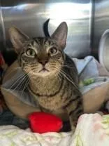 An adult medium-sized male Tabby (Brown / Chocolate) Domestic Short Hair cat named Carmelo for adoption in Manitowoc, WI
