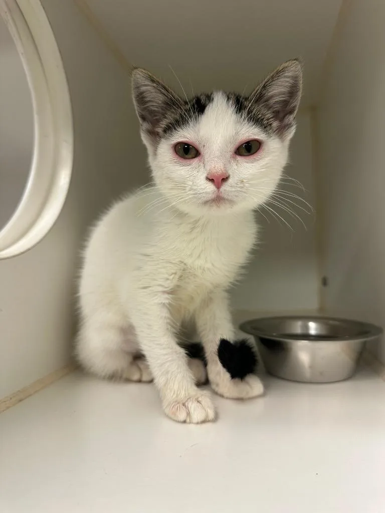 A baby small-sized female Domestic Short Hair cat named Farah for adoption in Johnson City, TN