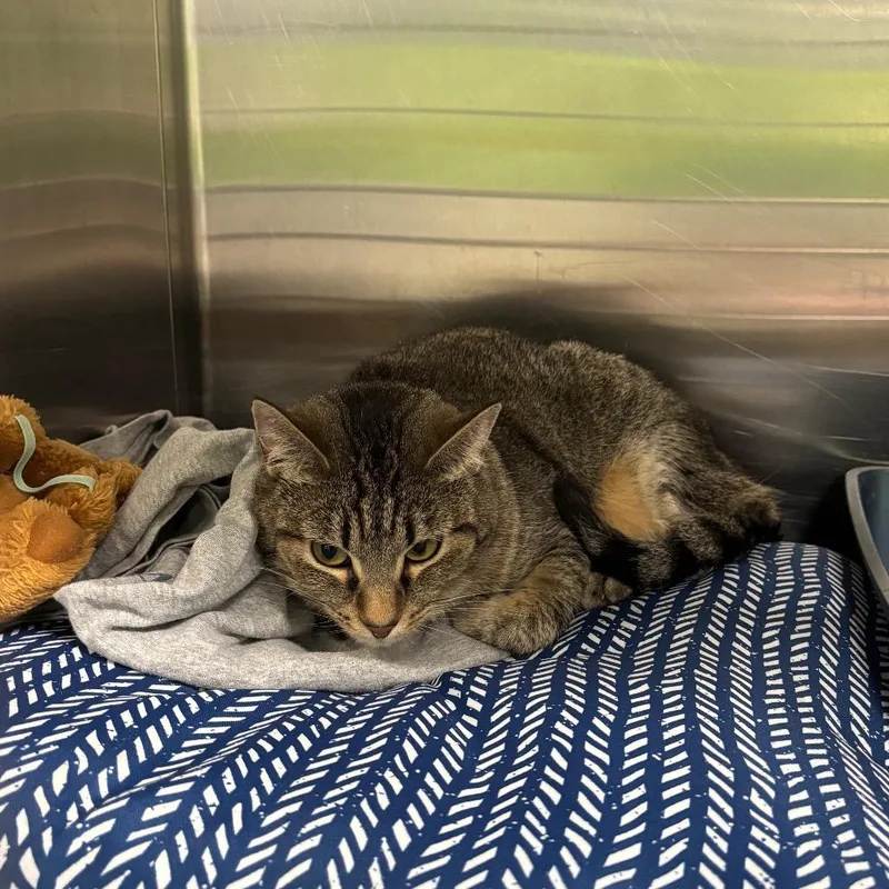 An adult small-sized female Black Domestic Short Hair cat named Tiny for adoption in Brookfield, MO