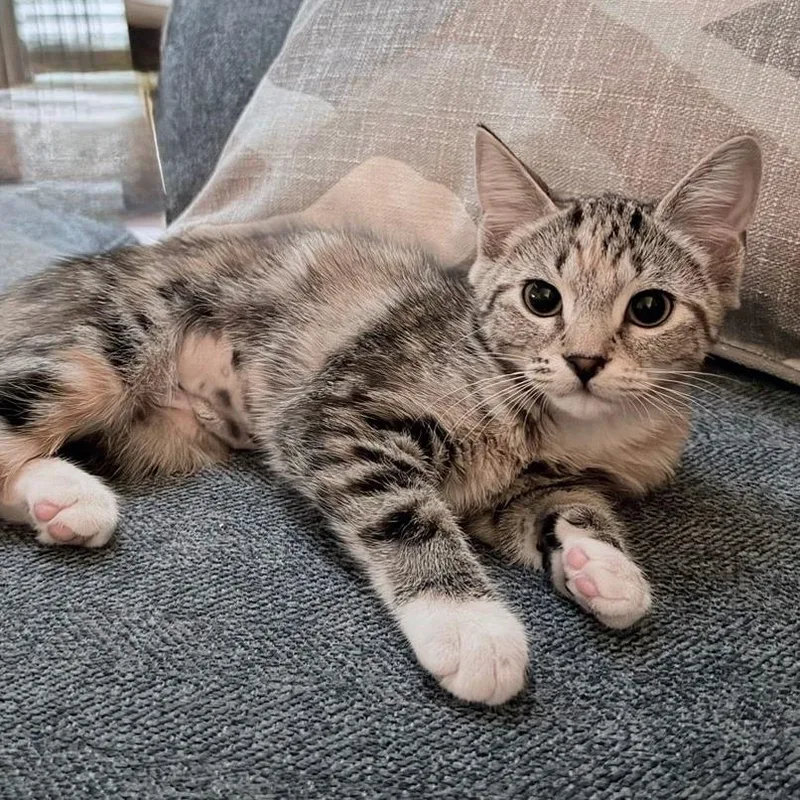 A baby small-sized female Torbie Domestic Short Hair cat named Ginny for adoption in Williston, FL