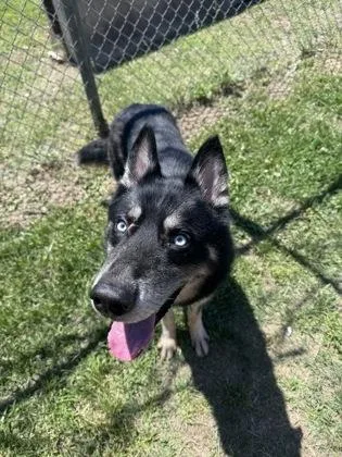 An adult large-sized male Mixed Breed dog named Anubis for adoption in West Chester, PA